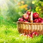 Image result for Pick Apple's in Fall