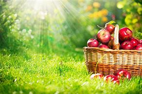 Image result for Orchard Apple Fruit Background