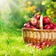 Image result for Apple Harvest Background