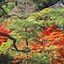 Image result for Autumn Scenery of Tokyo