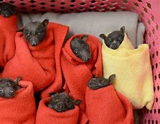 Image result for Little Brown Bat Pups
