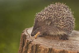 Image result for Hedgehog Eating Bugs