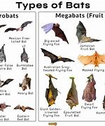 Image result for Big Bat Species