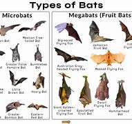 Image result for What Color Is a Bat