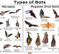 Image result for All About Bats for Kids