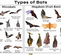 Image result for Bat Species in Louisiana