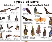 Image result for Bat Species in Whyoming
