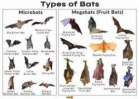 Image result for Identify Bat