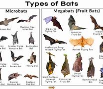 Image result for White and Black Bat Species