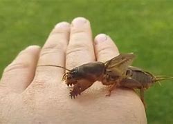 Image result for Mole Beetle