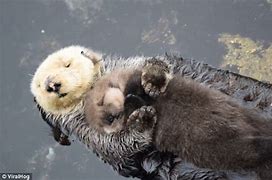Image result for Mom and Baby Otter
