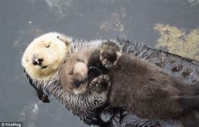 Image result for Mom and Baby Otter
