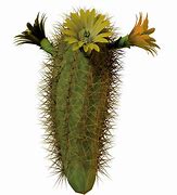 Image result for Arizona Cactus Blooms