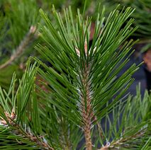 Image result for Pinus densiflora Low Glow
