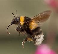 Image result for Bumblebee Bat Flying