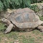 Image result for Geochelone gigantea