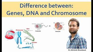 Image result for DNA versus Chromosome