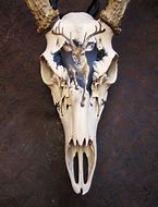 Image result for Animal Skull Art