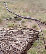 Image result for Biggest Stick Bug