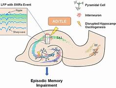 Image result for Memory Consolidation Neuron Cover