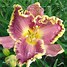 Image result for Hemerocallis Daria