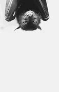 Image result for Vintage Bat Decoration