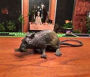 Image result for Giant Rubber Rat Prop