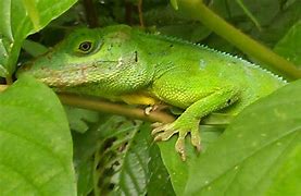 Image result for Giant Green Anole Lizard