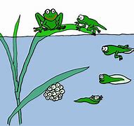 Image result for Frog Life Cycle Clip Art