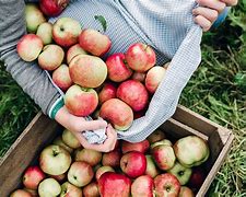 Image result for Apple-Picking Presentations