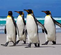 Image result for Big King Penguin