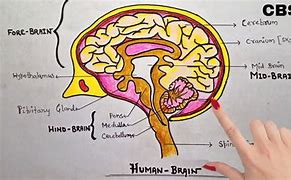 Image result for Human Brain Drawing Easy Art