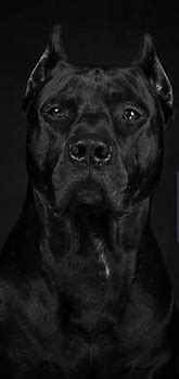 Image result for Pit Bull Mastiff