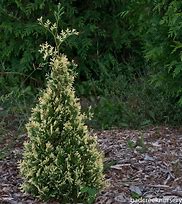 Image result for Thuja occidentalis Miss Frosty