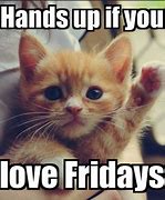 Image result for Cute Cat Friday Meme