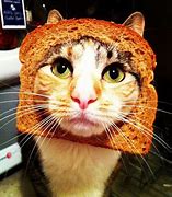 Image result for Bread Cat Meme Computer Background