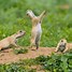Image result for Cute Prairie Dog