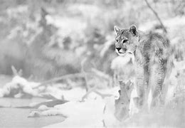 Image result for Giving a Mountain Lion a Bath