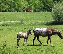 Image result for Bay Appaloosa Horse
