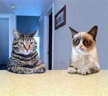 Image result for 2 Cats Us Meme