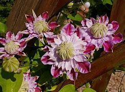 Image result for Clematis Vines