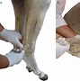 Image result for Cow Hocked Horse Hind Legs