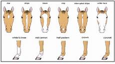 C Amp M Explanations Horse Markings Horse Color Chart