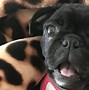 Image result for Funny Black Pug