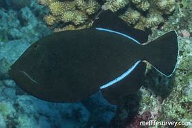 Image result for Indian Triggerfish