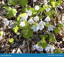 Image result for White Spring Woodland Flowers