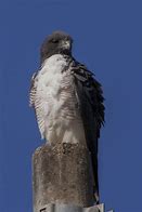 Image result for Buteo albicaudatus