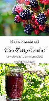 Image result for BlackBerry Honey Recipes