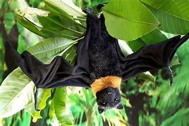 Image result for Giant Stuffed Bat