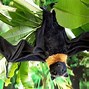 Image result for Bat Face Scary Toy